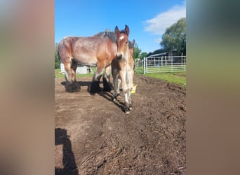 Koń belgijski, Ogier, Źrebak (05/2026)