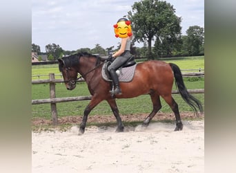 Koń belgijski, Wałach, 16 lat, 148 cm, Gniada