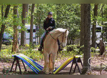 Koń belgijski Mix, Wałach, 4 lat, 160 cm, Izabelowata