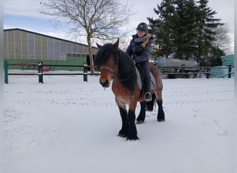 Koń belgijski, Wałach, 5 lat, 153 cm, Gniada