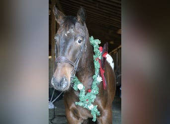 Koń belgijski Mix, Wałach, 5 lat, 160 cm, Gniada