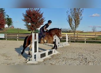 Koń belgijski Mix, Wałach, 5 lat, 163 cm, Gniada