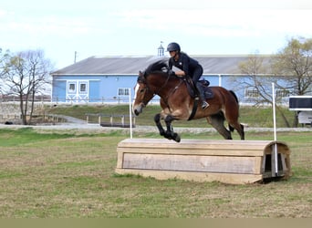Koń belgijski Mix, Wałach, 5 lat, 163 cm, Gniada