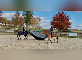 Koń belgijski Mix, Wałach, 5 lat, 163 cm, Gniada