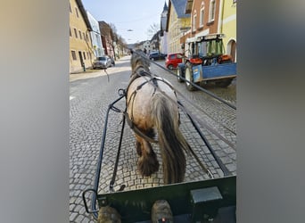 Koń belgijski, Wałach, 5 lat, 166 cm, Formy Brown Falb