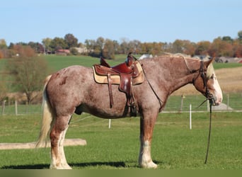 Koń belgijski Mix, Wałach, 5 lat, 173 cm, Kasztanowatodereszowata