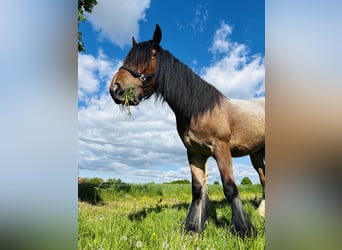 Koń belgijski Mix, Wałach, 5 lat, 180 cm, Formy Brown Falb