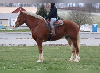 Koń belgijski, Wałach, 6 lat, 185 cm, Cisawa