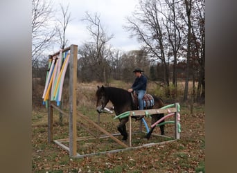 Koń belgijski Mix, Wałach, 7 lat, 168 cm, Jelenia