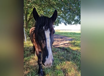 Koń belgijski, Wałach, 7 lat, 170 cm, Ciemnogniada