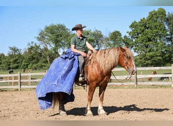 Koń belgijski, Wałach, 7 lat, 170 cm, Ciemnokasztanowata