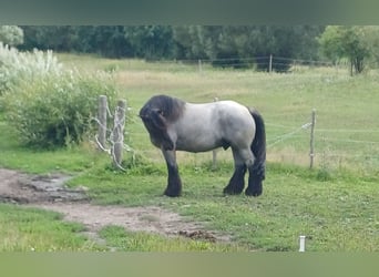 Koń belgijski, Wałach, 8 lat, 175 cm, Stalowosiwy