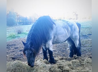 Koń belgijski, Wałach, 8 lat, 176 cm, Stalowosiwy