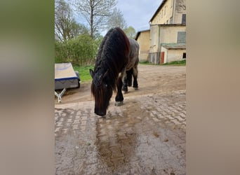 Koń belgijski, Wałach, 8 lat, 176 cm, Stalowosiwy