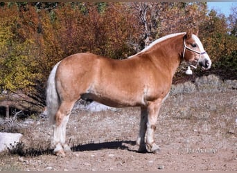 Koń belgijski Mix, Wałach, 14 lat, 152 cm, Cisawa