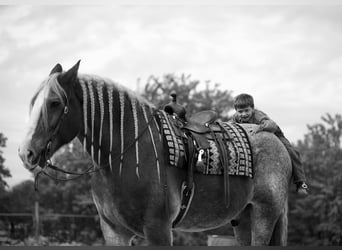 Koń belgijski, Wałach, 15 lat, Kasztanowatodereszowata