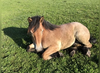 Koń belgijski, Wałach, 3 lat, 168 cm, Gniada