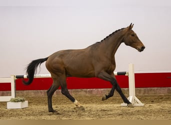 Koń belgijski, Wałach, 4 lat, Gniada