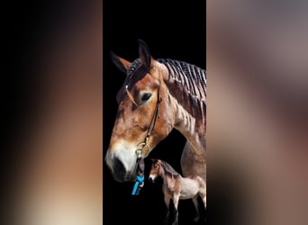 Koń belgijski, Wałach, 5 lat, 183 cm, Gniadodereszowata