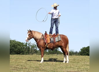 Koń belgijski, Wałach, 6 lat, 155 cm, Overo wszelkich maści