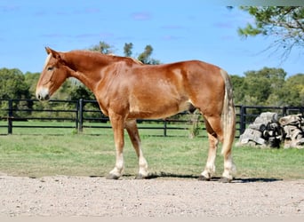 Koń belgijski, Wałach, 6 lat, 163 cm, Cisawa