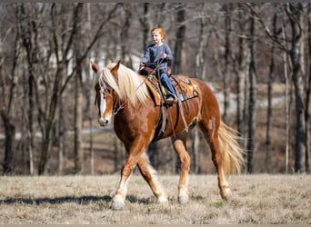 Koń belgijski Mix, Wałach, 6 lat, 163 cm, Gniada