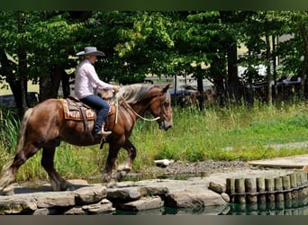 Koń belgijski, Wałach, 7 lat, 160 cm, Ciemnokasztanowata