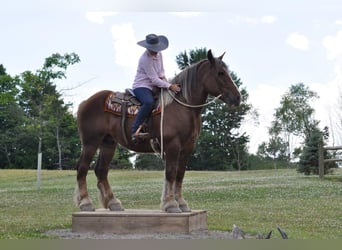 Koń belgijski, Wałach, 7 lat, 160 cm, Ciemnokasztanowata