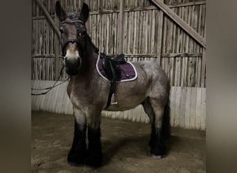 Koń belgijski, Wałach, 7 lat, 170 cm, Formy Brown Falb