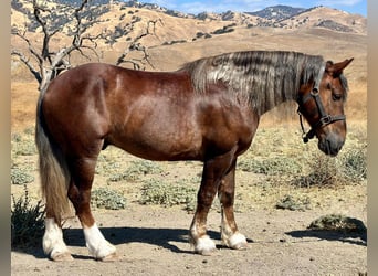 Koń belgijski, Wałach, 7 lat, 170 cm, Gniada
