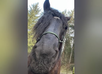 Koń belgijski, Wałach, 7 lat, 180 cm, Skarogniada