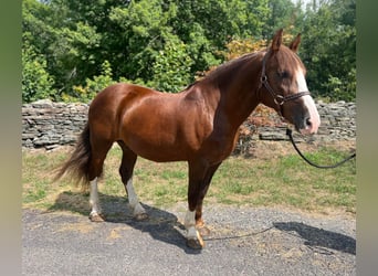 Koń belgijski, Wałach, 8 lat, 157 cm, Cisawa