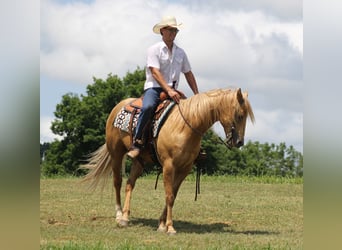 Koń belgijski, Wałach, 8 lat, 160 cm, Izabelowata