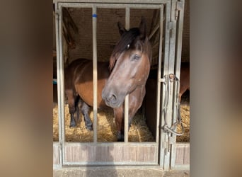 Koń belgijski, Wałach, 8 lat, 168 cm, Kara