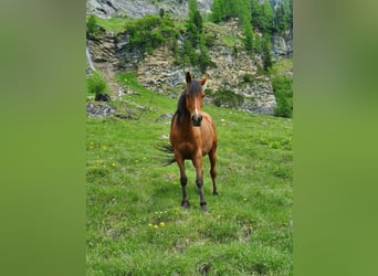 Koń berberyjski, Klacz, 10 lat, 148 cm, Gniada