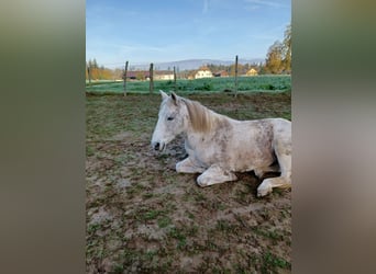 Koń berberyjski, Klacz, 12 lat, 155 cm, Siwa jabłkowita