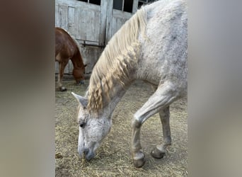 Koń berberyjski, Klacz, 12 lat, 155 cm, Siwa jabłkowita