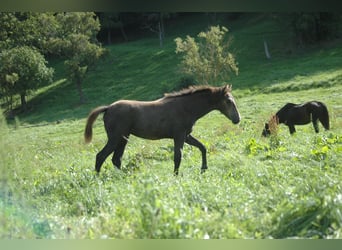 Koń berberyjski, Klacz, 1 Rok, 156 cm, Siwa