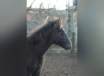 Koń berberyjski, Klacz, 1 Rok, 156 cm, Siwa