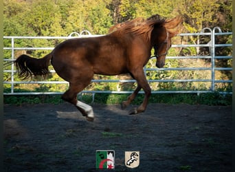 Koń berberyjski, Klacz, 2 lat, 155 cm, Cisawa