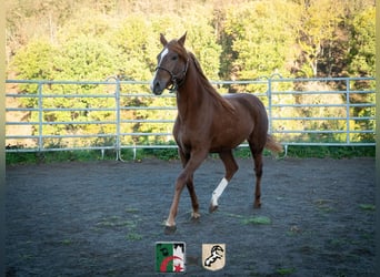 Koń berberyjski, Klacz, 2 lat, 155 cm, Cisawa