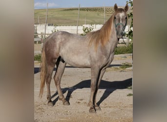 Koń berberyjski, Klacz, 2 lat, 155 cm