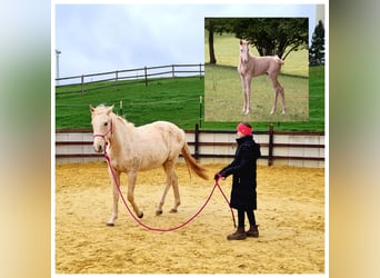 Koń berberyjski, Klacz, 3 lat, 162 cm, Izabelowata