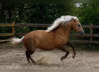 Koń berberyjski, Klacz, 5 lat, 152 cm, Izabelowata