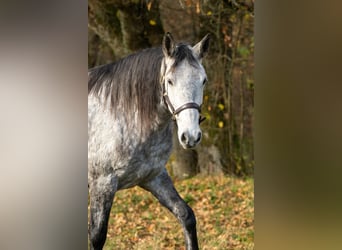 Koń berberyjski, Klacz, 6 lat, 153 cm, Siwa