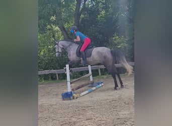 Koń berberyjski, Klacz, 6 lat, 153 cm, Siwa