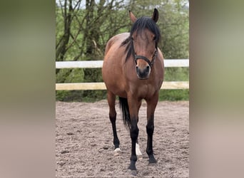 Koń berberyjski, Klacz, 6 lat, 155 cm, Gniada