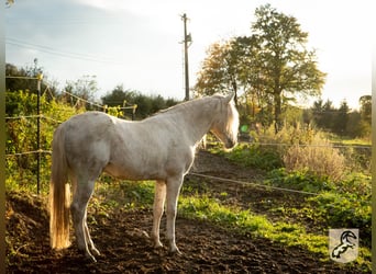 Koń berberyjski, Ogier, 18 lat, 152 cm, Siwa jabłkowita