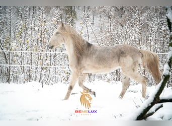 Koń berberyjski, Ogier, 18 lat, 152 cm, Siwa jabłkowita