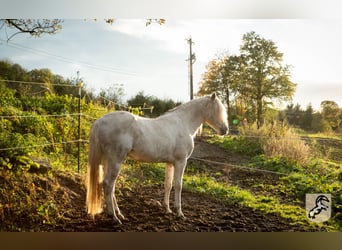 Koń berberyjski, Ogier, 18 lat, 152 cm, Siwa jabłkowita